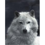White Wo