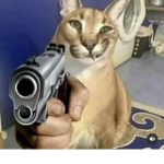 luxury cat's