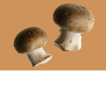 Mushroom PeopIe