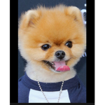 Doggie_army