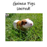 GuineaPigs United!