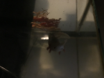 Axolotl sqaud YIPEE YIPEE