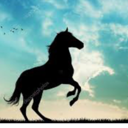 Ride Horses