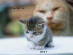 ORLY CATS