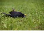 DEAD BIRD CULT