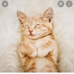 Cool cati core