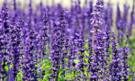 Lavender Flower Fields