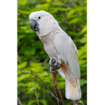 Parrot Fans