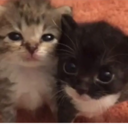 Gatitos fugados