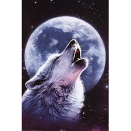 Wolves Spaceway