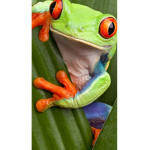 Froggy robux Group fam still
