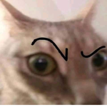 scftiies
