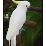 The dank bird club