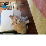 Kittysquad :)