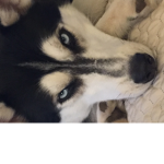 ELLO:D