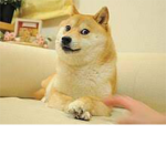 Doge league.