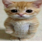 meow on roblox