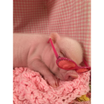 Pig# squad official