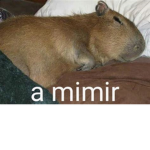 wibibibi
