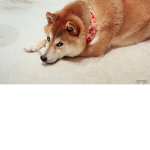 Thy Holy Church of The Divined Doge