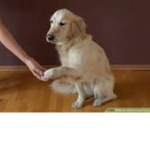 just a group, with dogs
