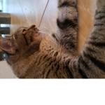 THIS IS CAT GROUP DON'T KILL CATS