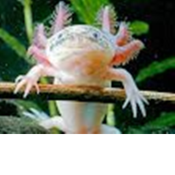 axolotl paradise