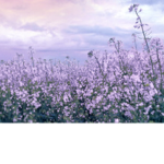 Purple flower group