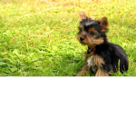 The Best Dogs In The World