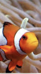 Logan’s Clownfish