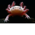 Axolotl Bunch