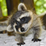 Racoon fan club