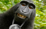 BIG MAD MONKEYS