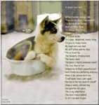 Animal cruelty haters!.
