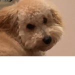 Dog moments