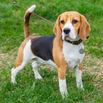 BEAGLE PUGS