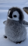James penguin con