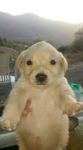 PERRO CLUB