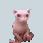 hairless cat fangroup