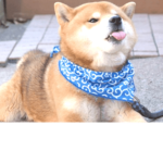 Doggo :D, join if yoU love dogs