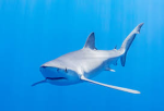 Da shark lovers