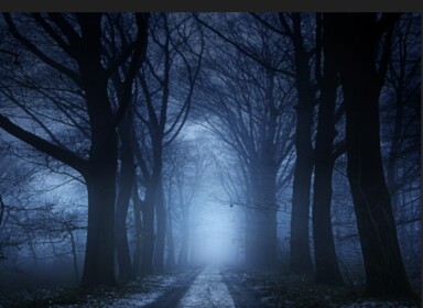 dark forest
