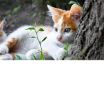I gatti di mario