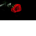 Lonley Roses