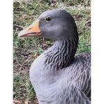 Canards club