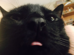 AestheticKittens