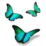 -&Butterflys clothing&-