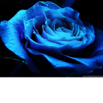 Blue glooms