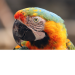 Group Thumbnail