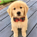 You can only join the group if you love dogs